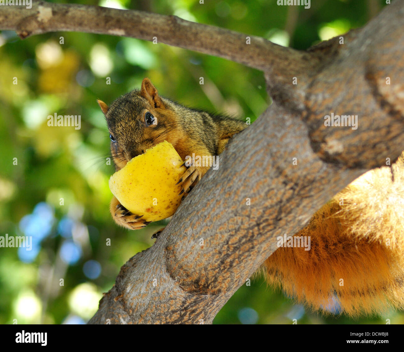 squirrel eating apple Stock Photo