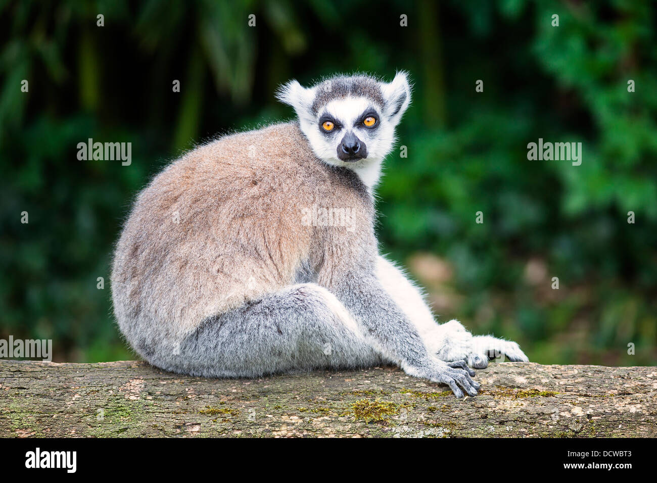 ring-tailed lemur looking straight ahead in forest Stock Photo