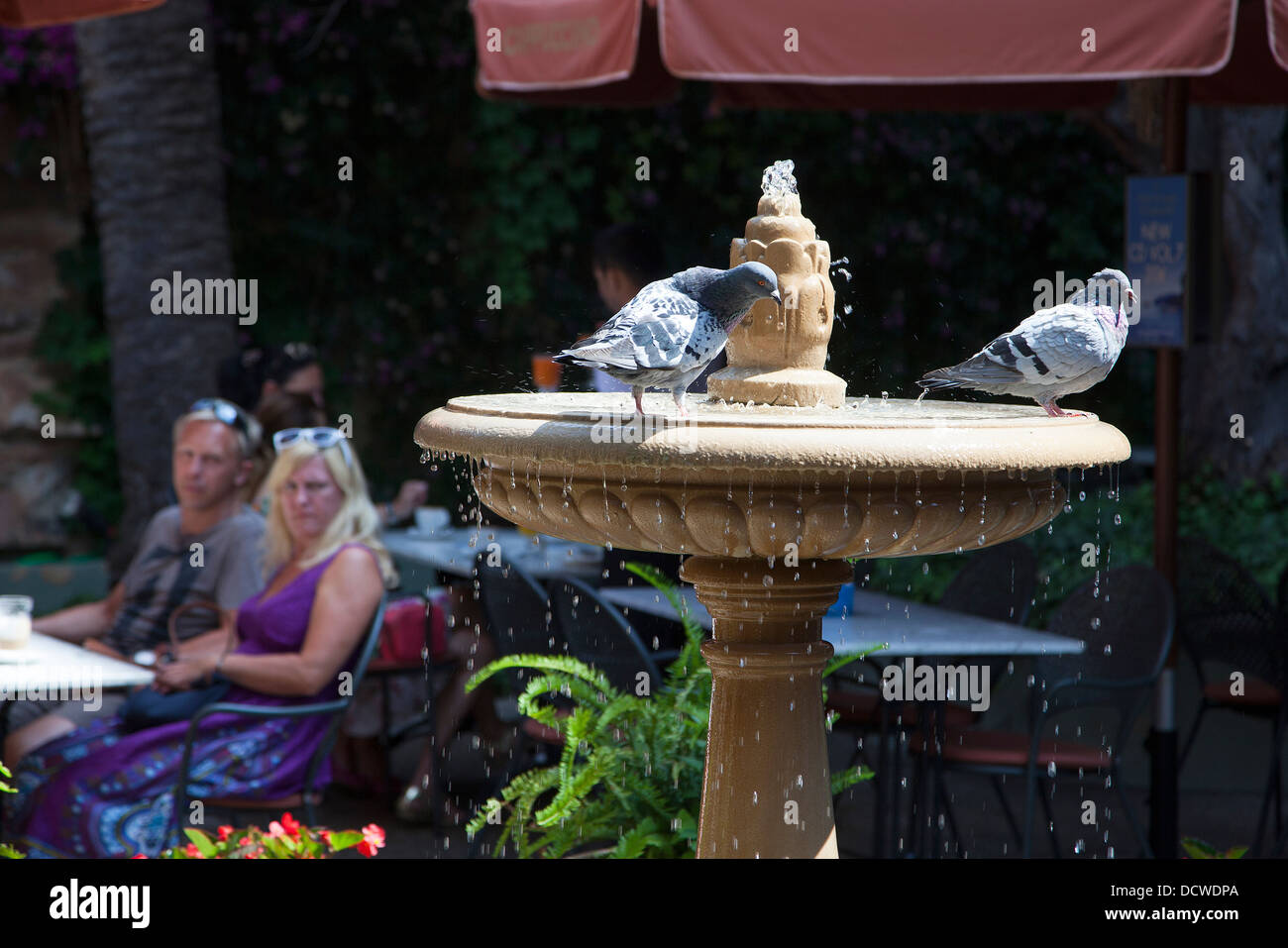 Tourist watching Pigeons in a street fountain in the city of Palma on the Balearic Island of Majorca Stock Photo