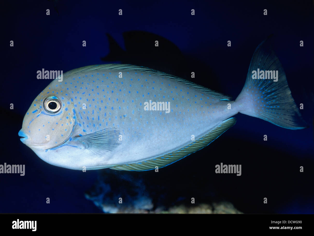 Elongate unicornfish Naso lopezi, Acanthuridae, Indo-pacific Ocean Stock Photo