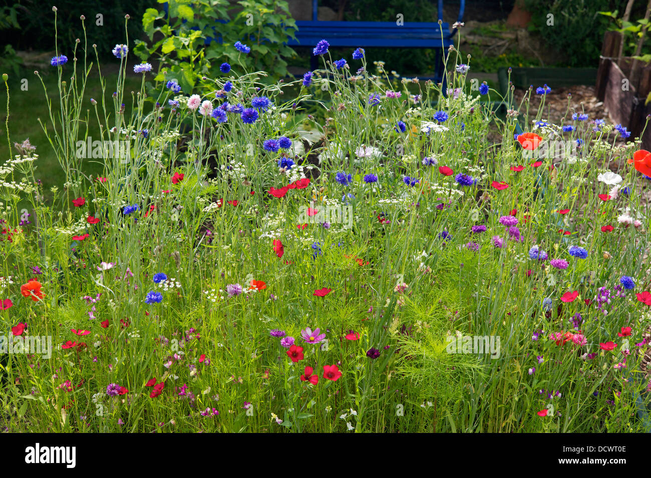 Wild flower garden, UK Stock Photo