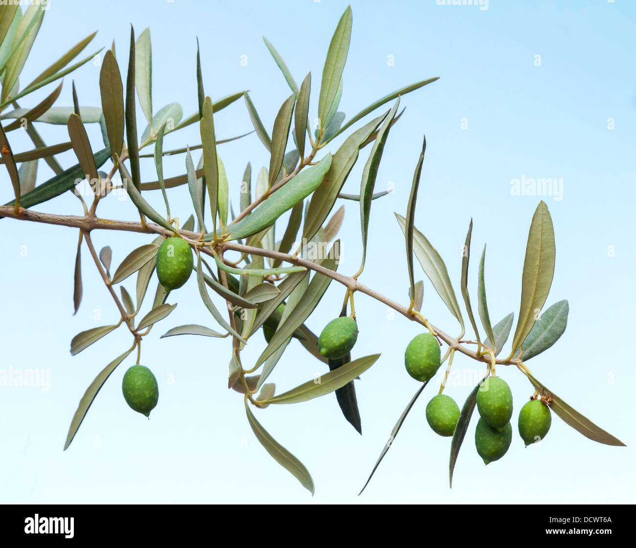 Green olive branch photo above blue background Stock Photo