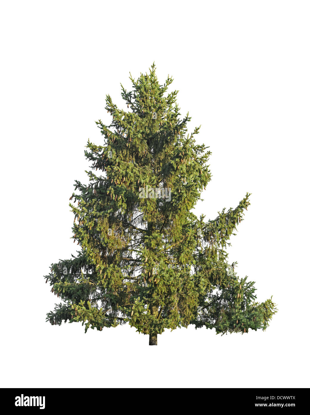 Fir tree isolated on white Stock Photo Alamy