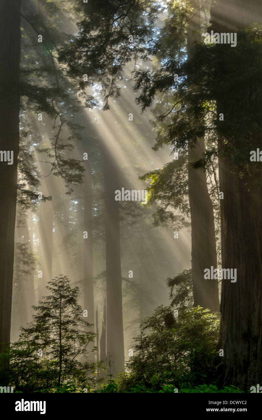 Beams of sunlight breaking through the trees of a redwood forest in ...