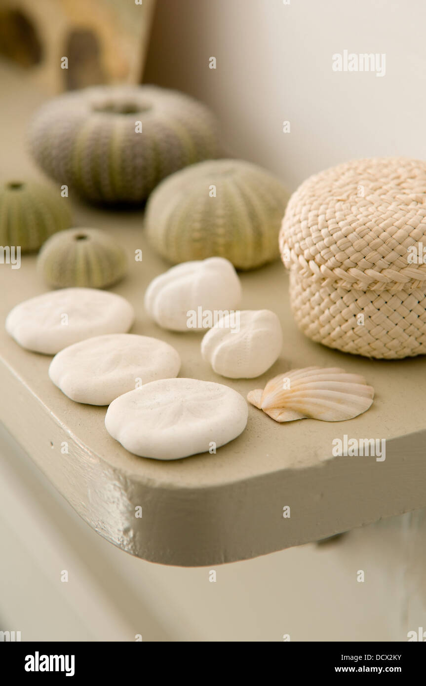 Shells and dried sea urchins on display on painted bedroom mantlepiece Stock Photo