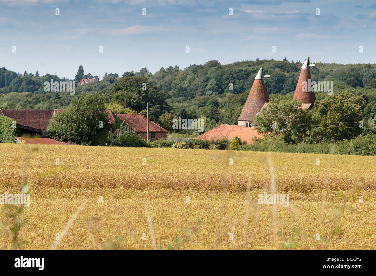 Oast houses in Kent countryside Stock Photo