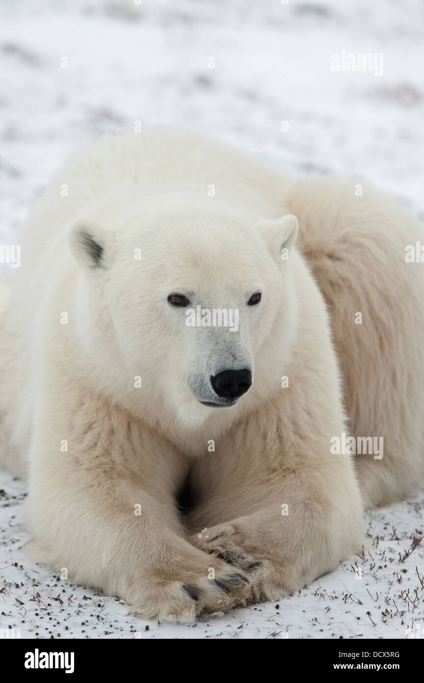 Polar bear wild portrait hi-res stock photography and images - Alamy