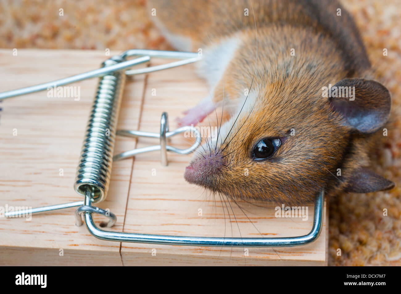 A mouse caught in a mouse trap Stock Photo