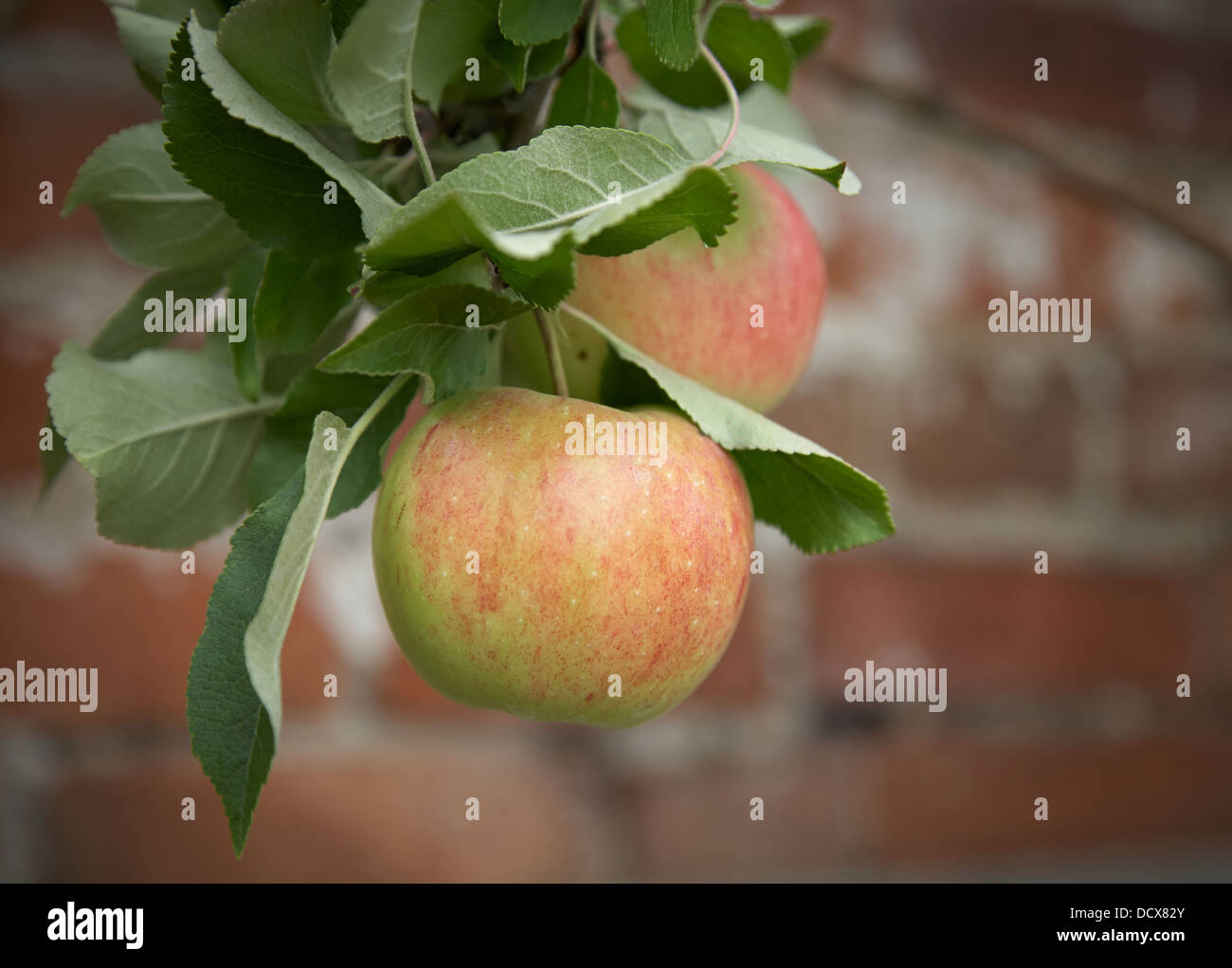 apples hanging from a branch in a walled garden Stock Photo