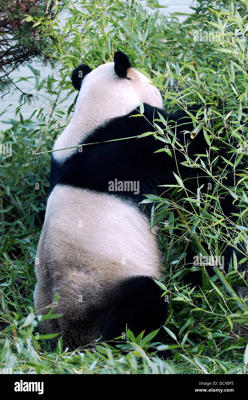Giant Panda\'s Tein Tein and Yang Guang are settling in just fine at ... Giant Panda\'s Tein Tein and Yang Guang are settling in just fine at ...