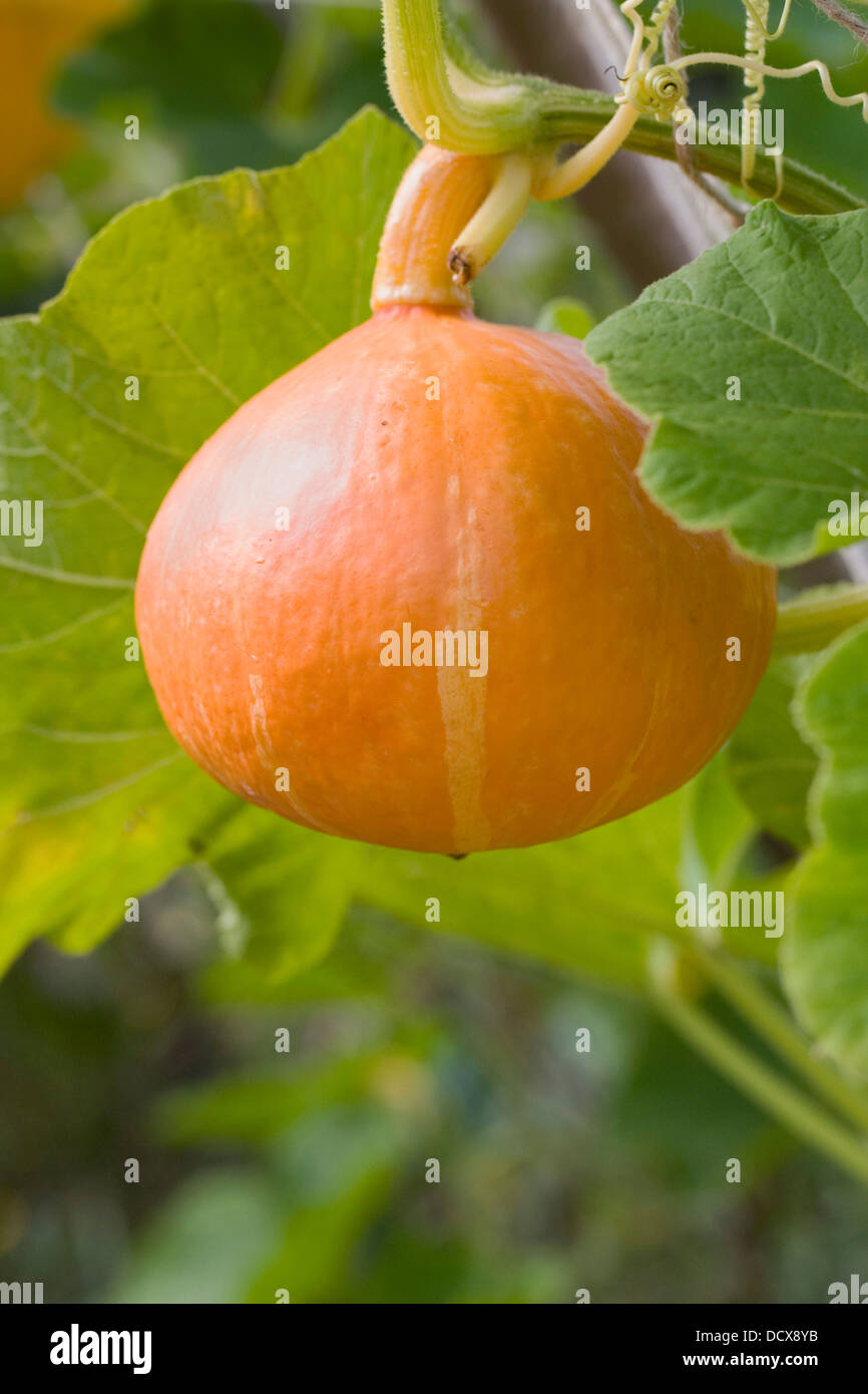 Squash growing on a frame for support. Stock Photo