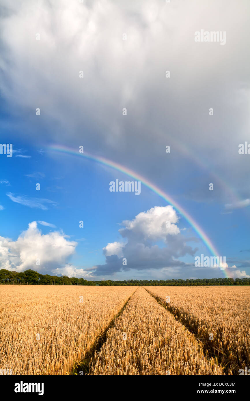 double rainbow over wheat field after summer rain Stock Photo