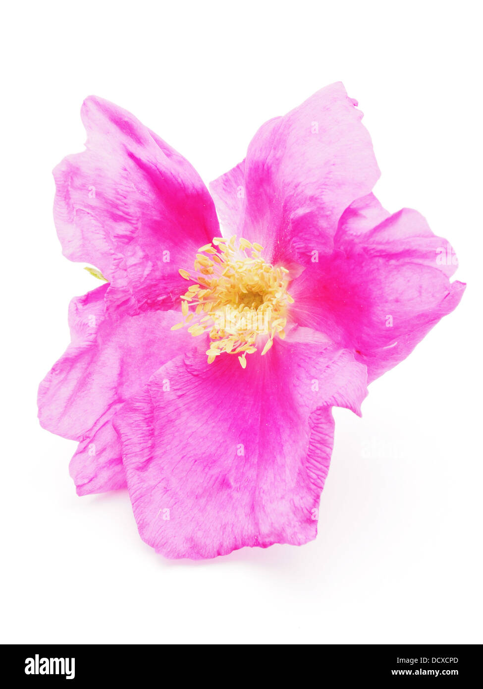 wild rose flower on a white background Stock Photo - Alamy