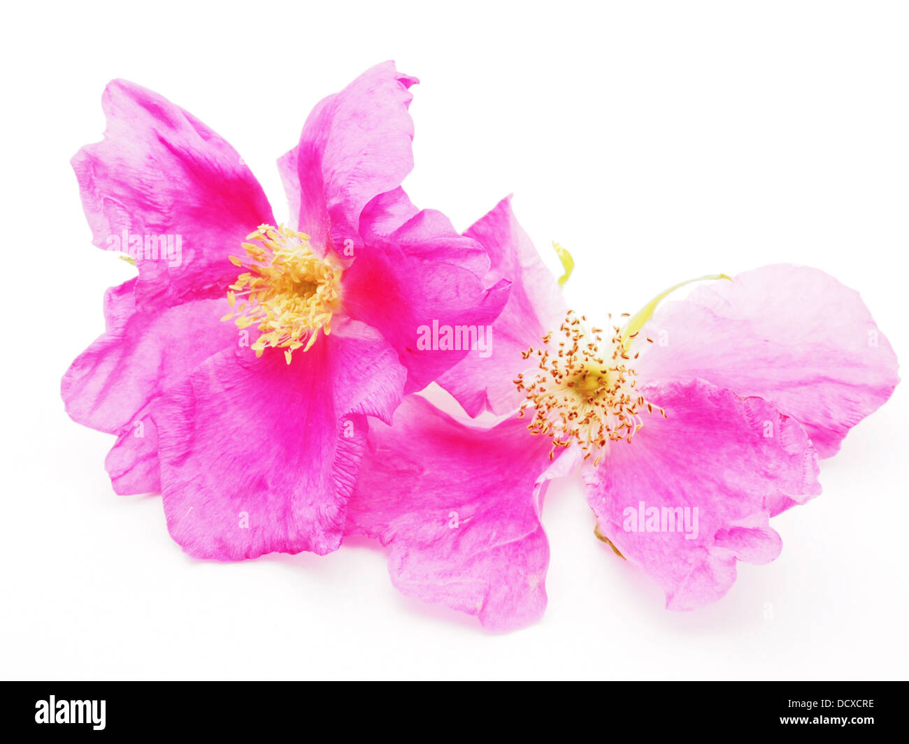 wild rose flower on a white background Stock Photo - Alamy