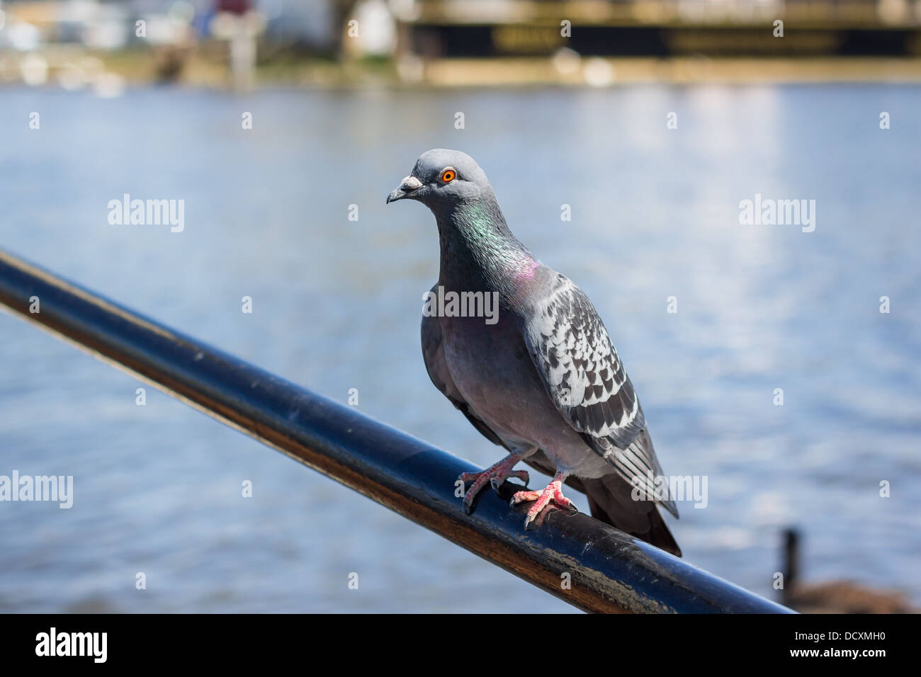 Single pigeon sitting on a bar by the river Stock Photo