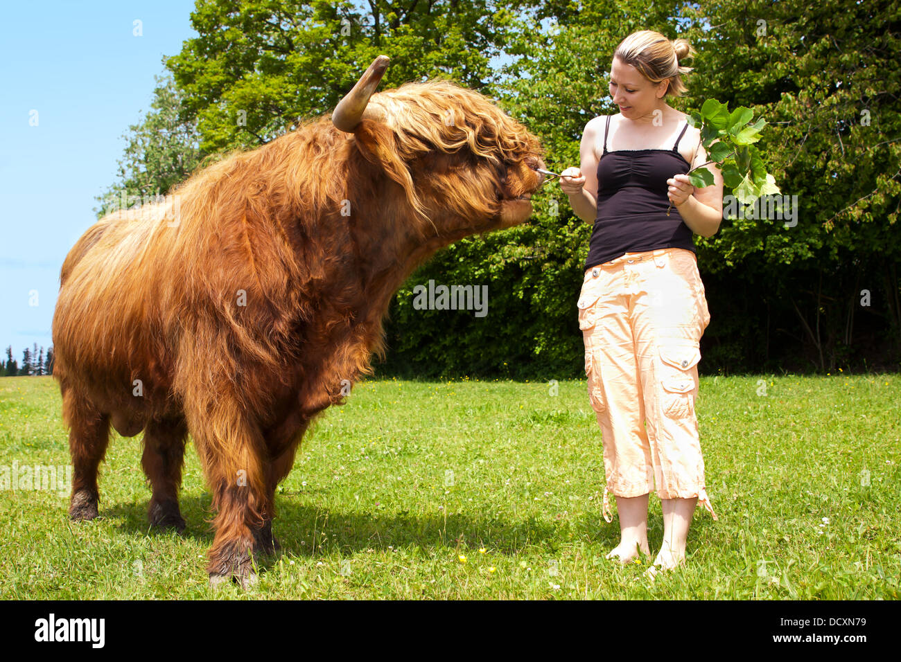 pretty woman is feeding an highland cattle Stock Photo Alamy