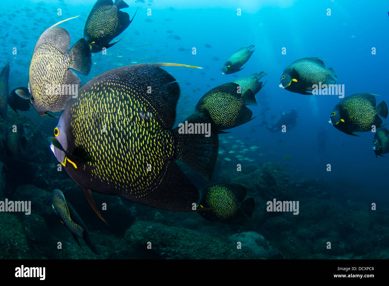 Shoal of angel fish at Laje de Santos marine state park, São Paulo state shore, Brazil Stock Photo