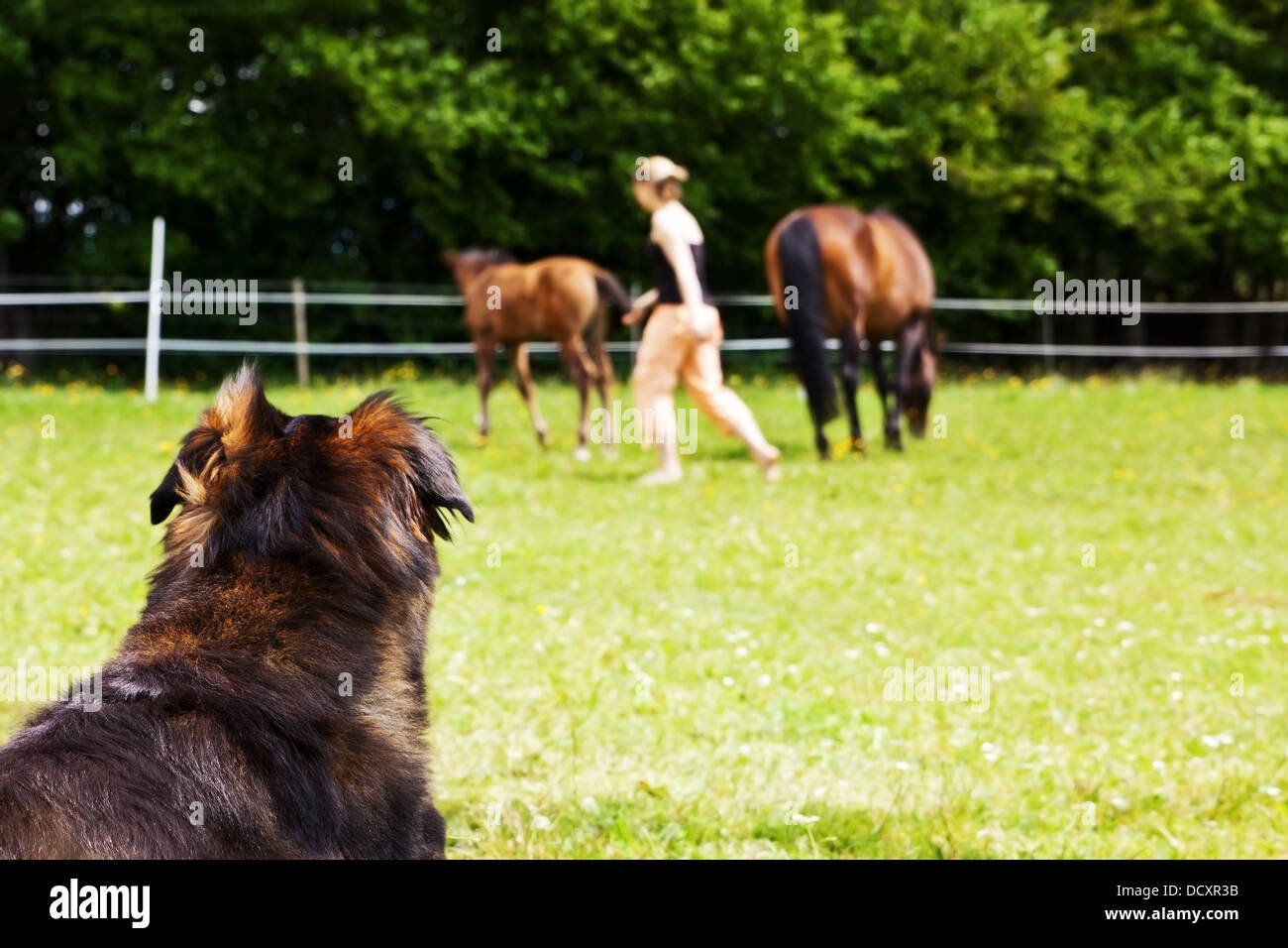 mongrel dog is watching woman and horses Stock Photo