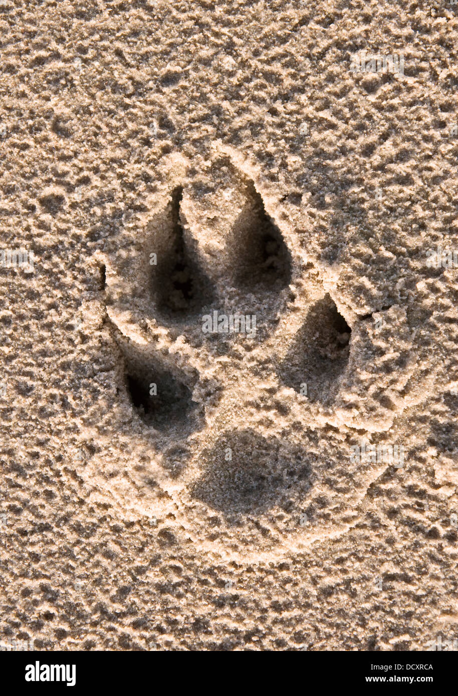 dogs paw print Stock Photo