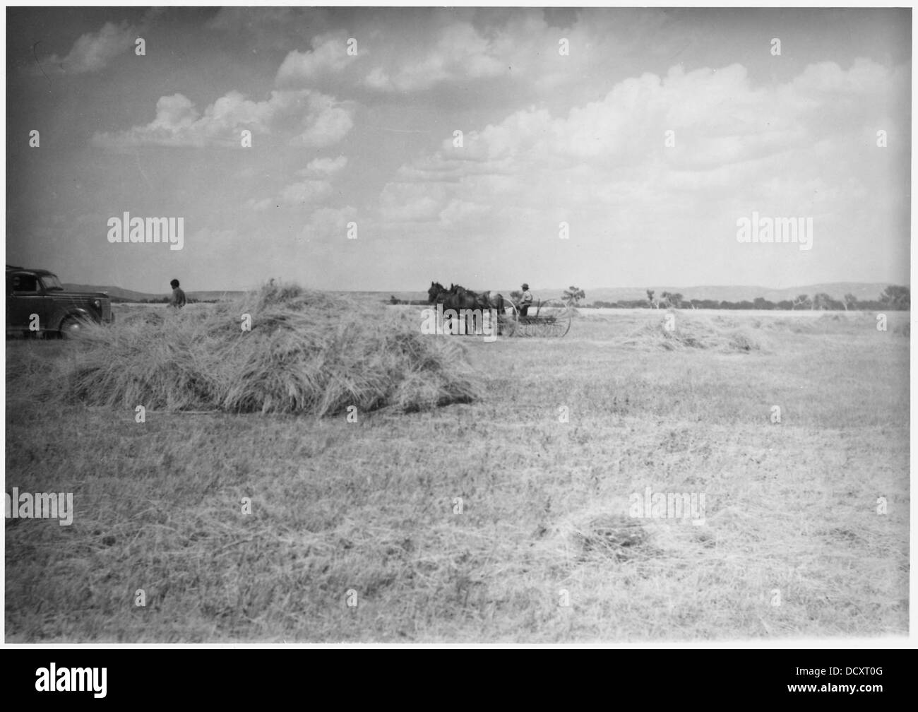 Harvest hay horses team hi-res stock photography and images - Alamy