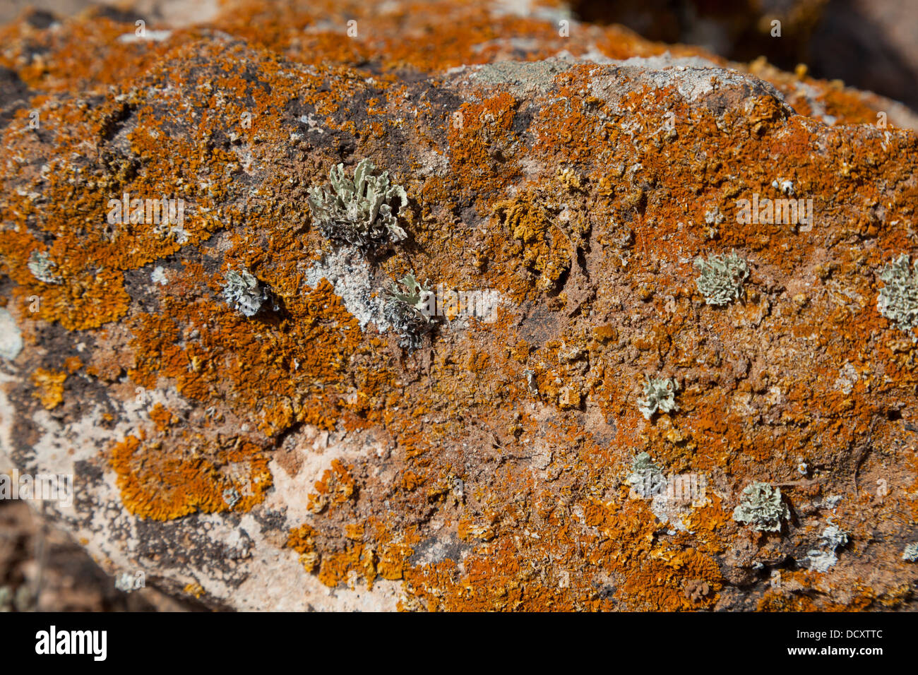 Crustose lichens on lava rocks, Lanzarote, Canary Islands, Spain Stock Photo