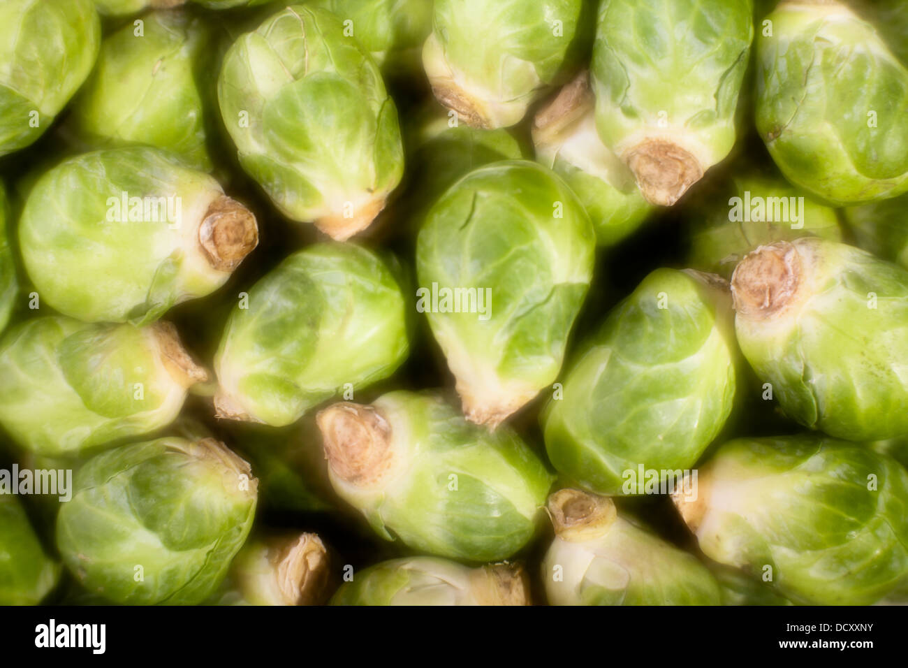 brussels sprouts many closeup background soft focus Stock Photo