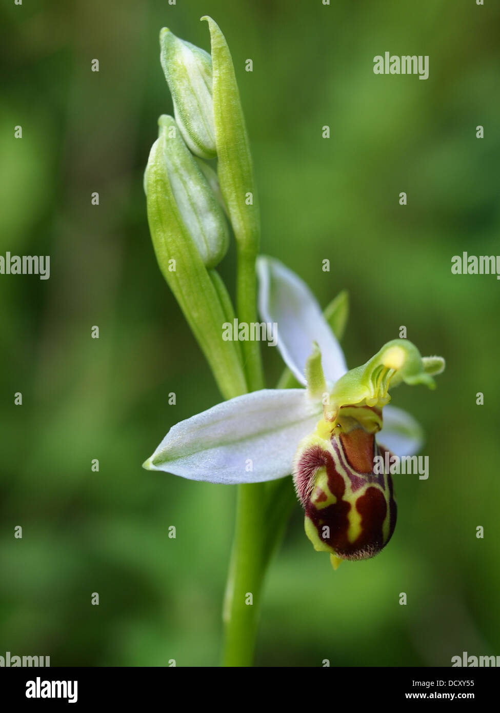 Bee Orchid in profile showing flower detail and texture. Stock Photo