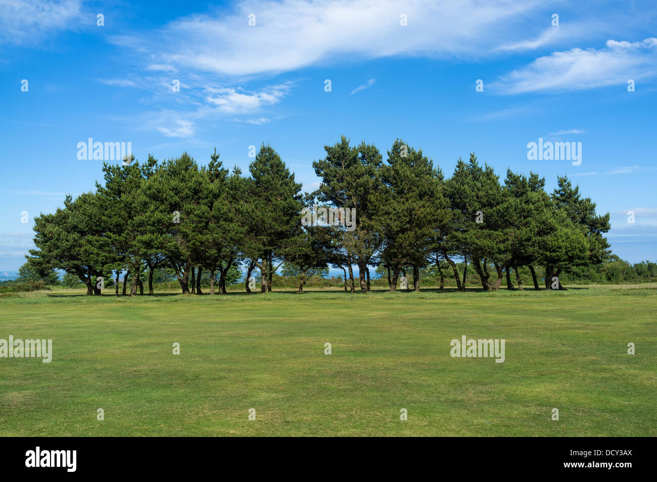 Teignmouth, Devon, England. August 9th 2013. A plantation of fir trees on Teignmouth Golf course. Stock Photo