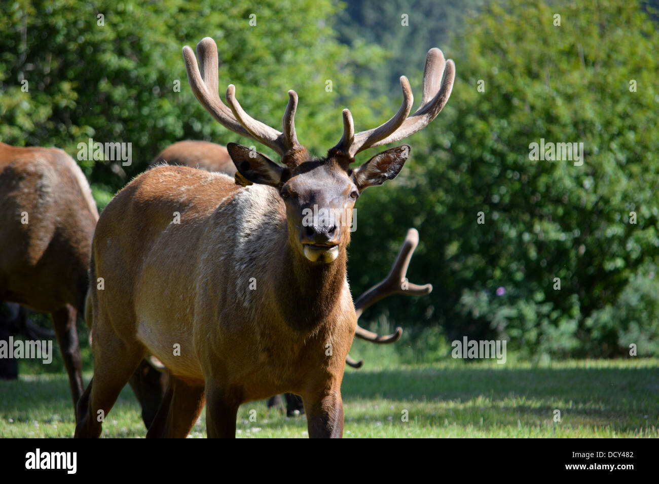 Male elk at Elk Prairie Campground in Orick, CA Stock Photo