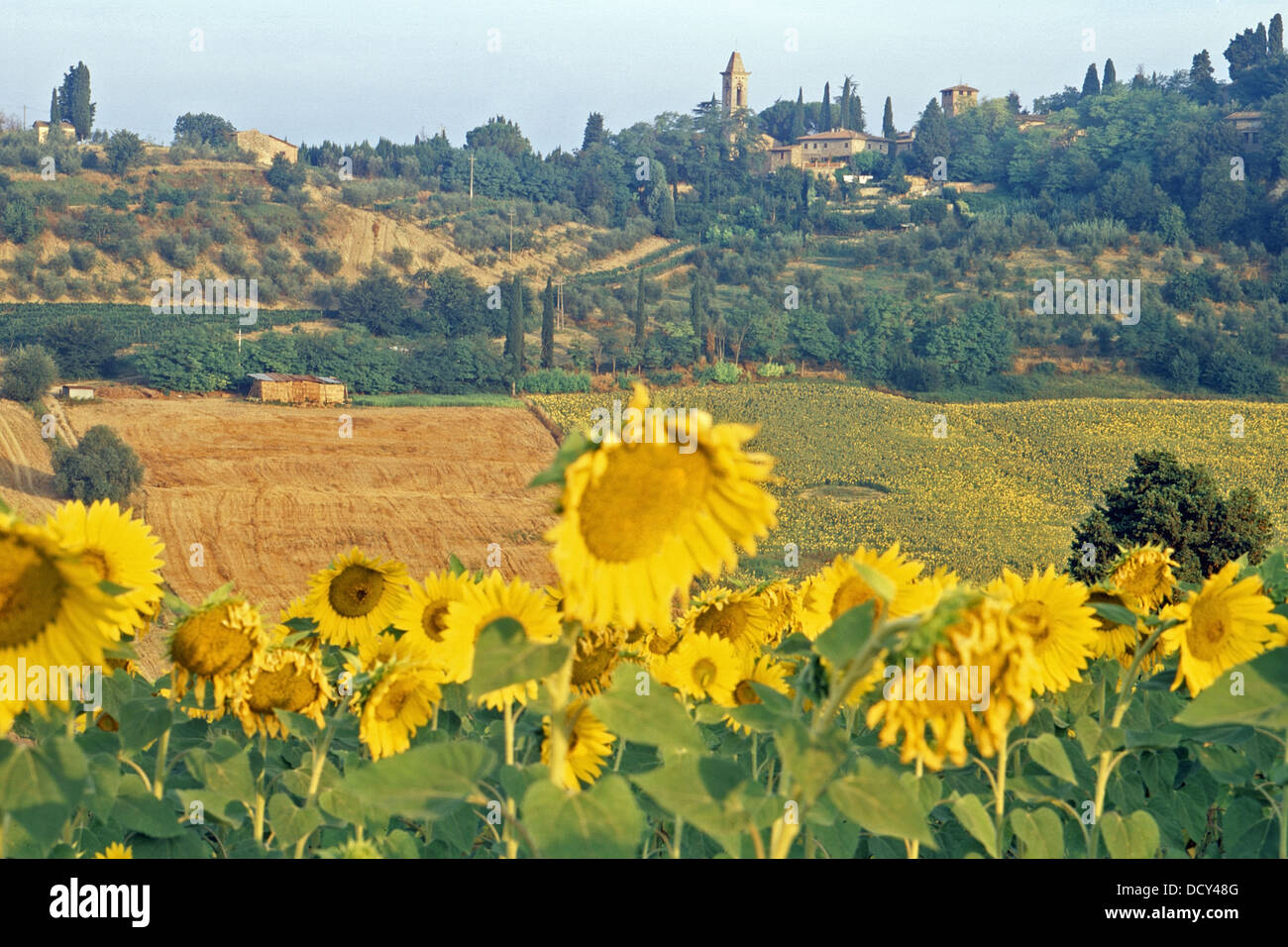 Sunflowers in Tuscany Stock Photo - Alamy