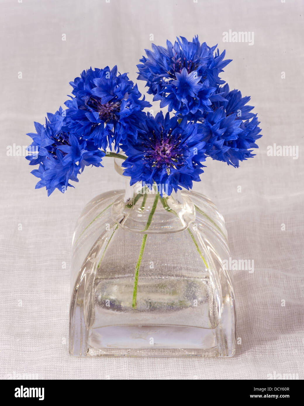 Blue Cornflowers in flask Stock Photo