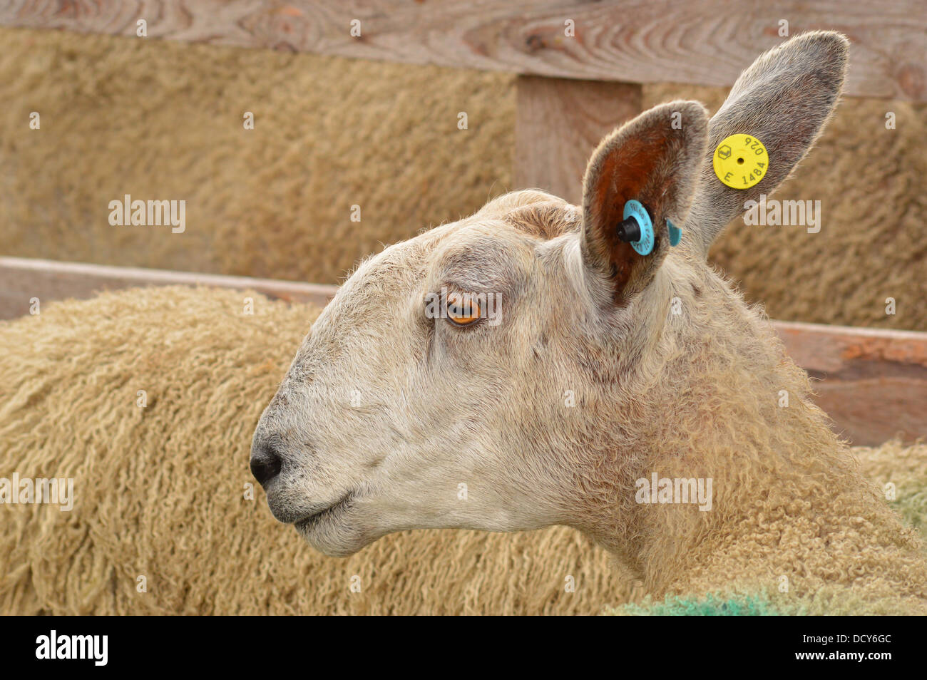sheep head profile - woolly fleece , no horns Stock Photo