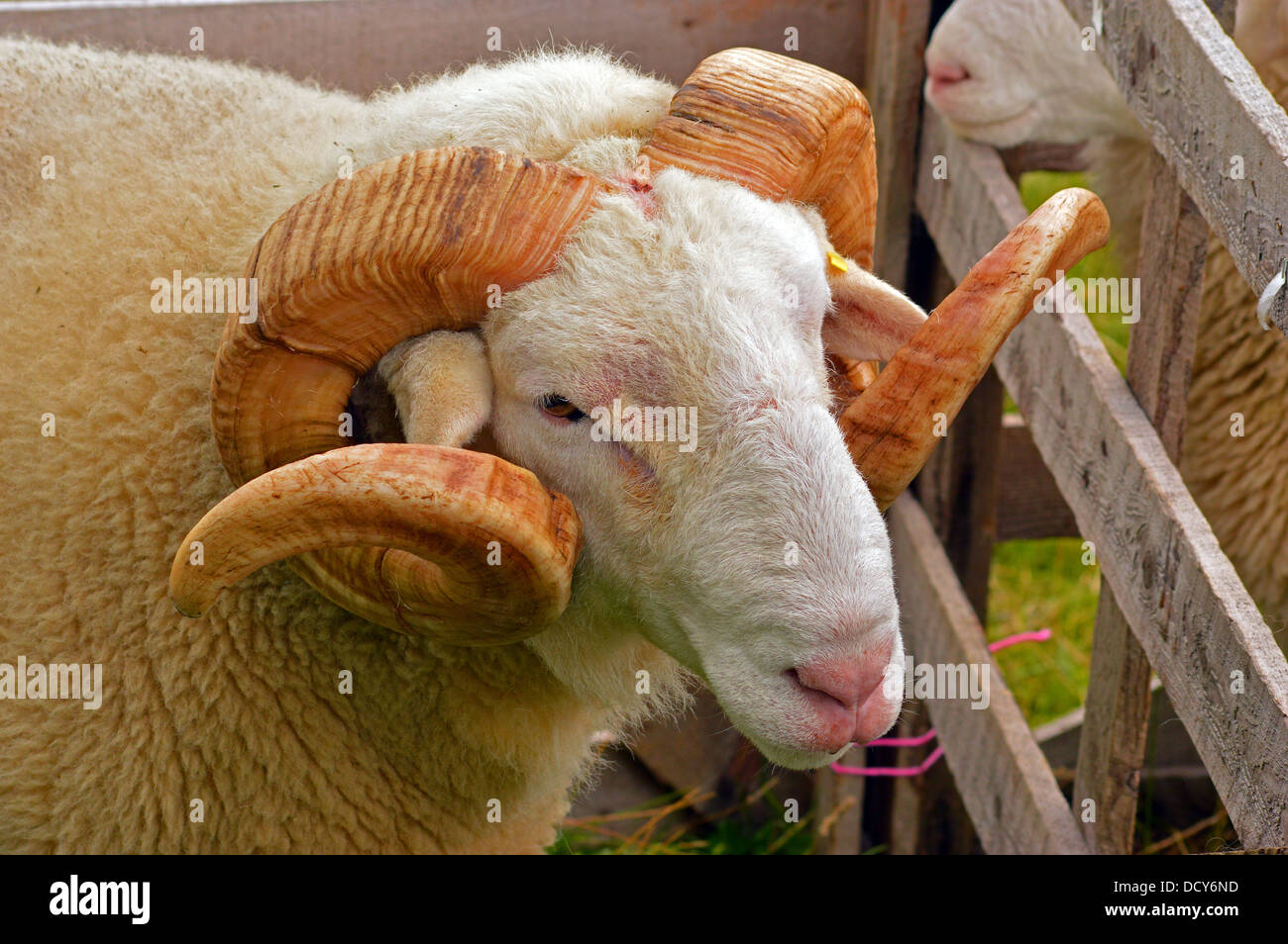 sheep head profile - woolly fleece , curly horns Stock Photo