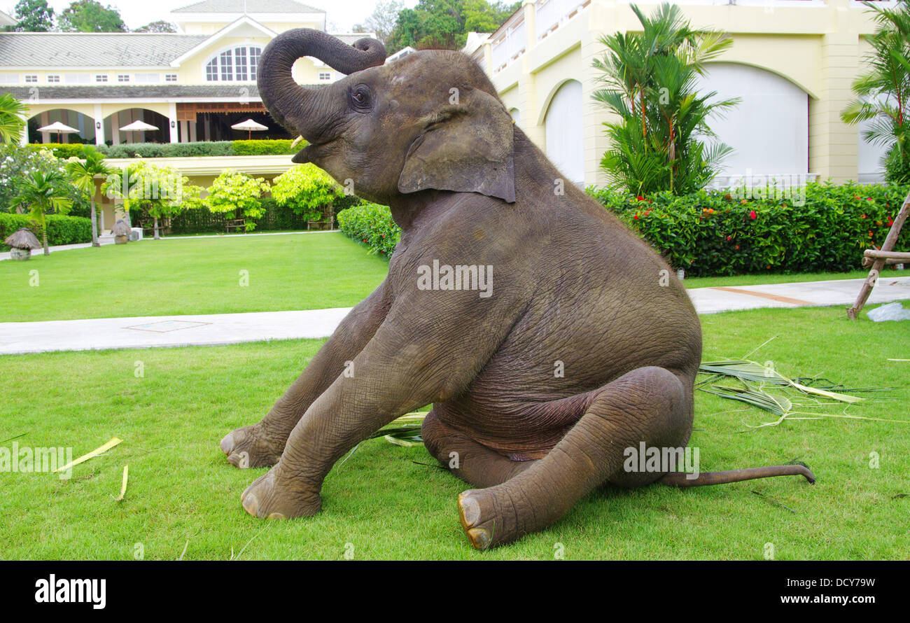 Asian animal species hi-res stock photography and images - Alamy