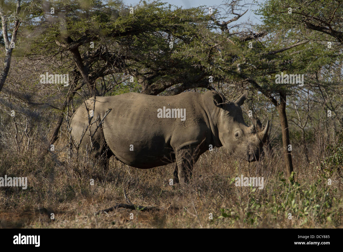 White Rhinoceros (Ceratotherium simum) aka Square-lipped Rhinoceros, Hluhluwe-Imfolozi N.P., KwaZulu Natal, South Africa Stock Photo