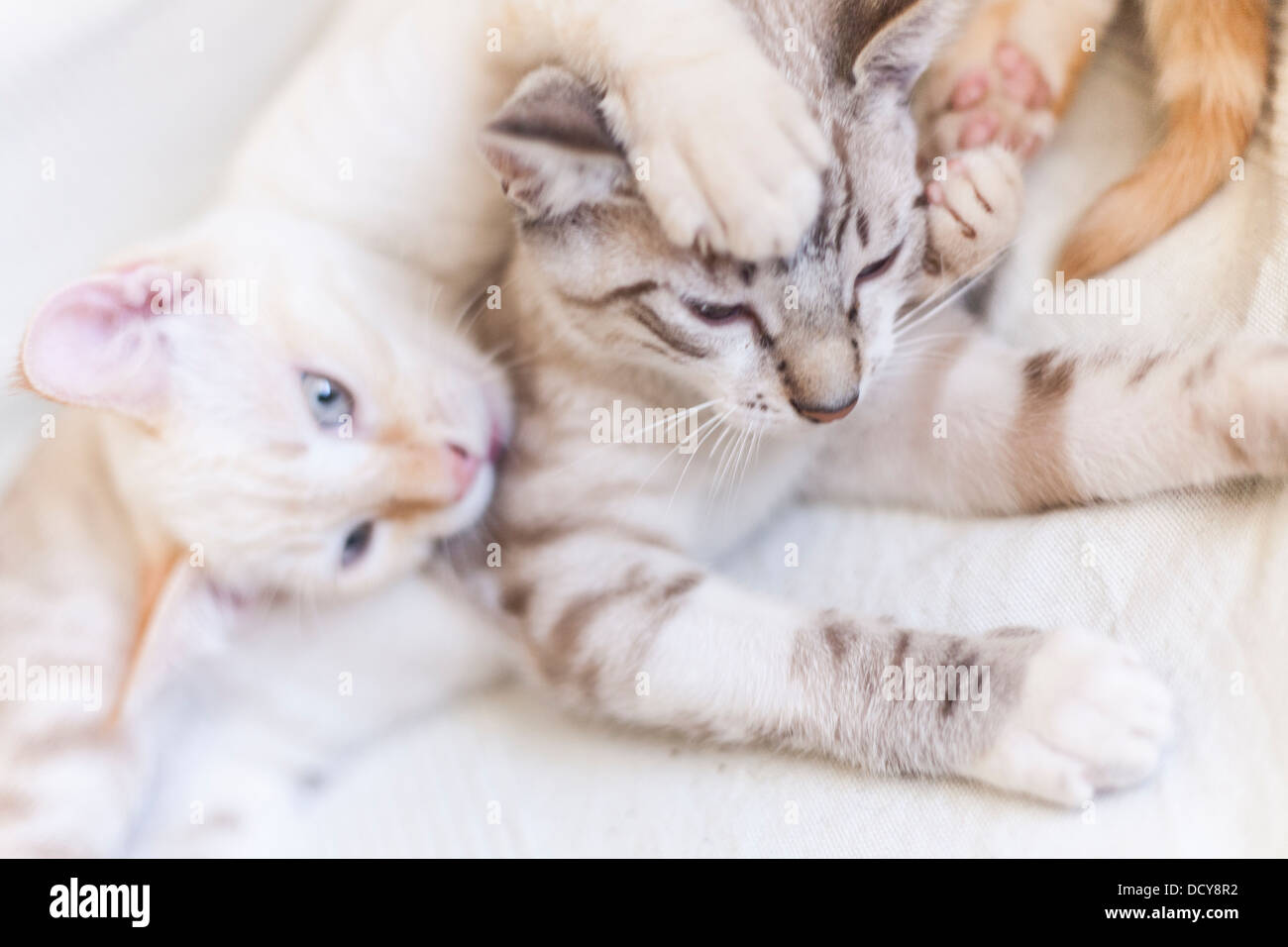 portrait of two kittens cats play fighting Stock Photo Alamy