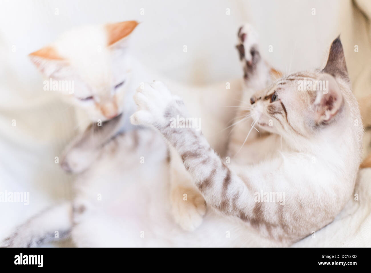 portrait of two kittens cats play fighting Stock Photo Alamy