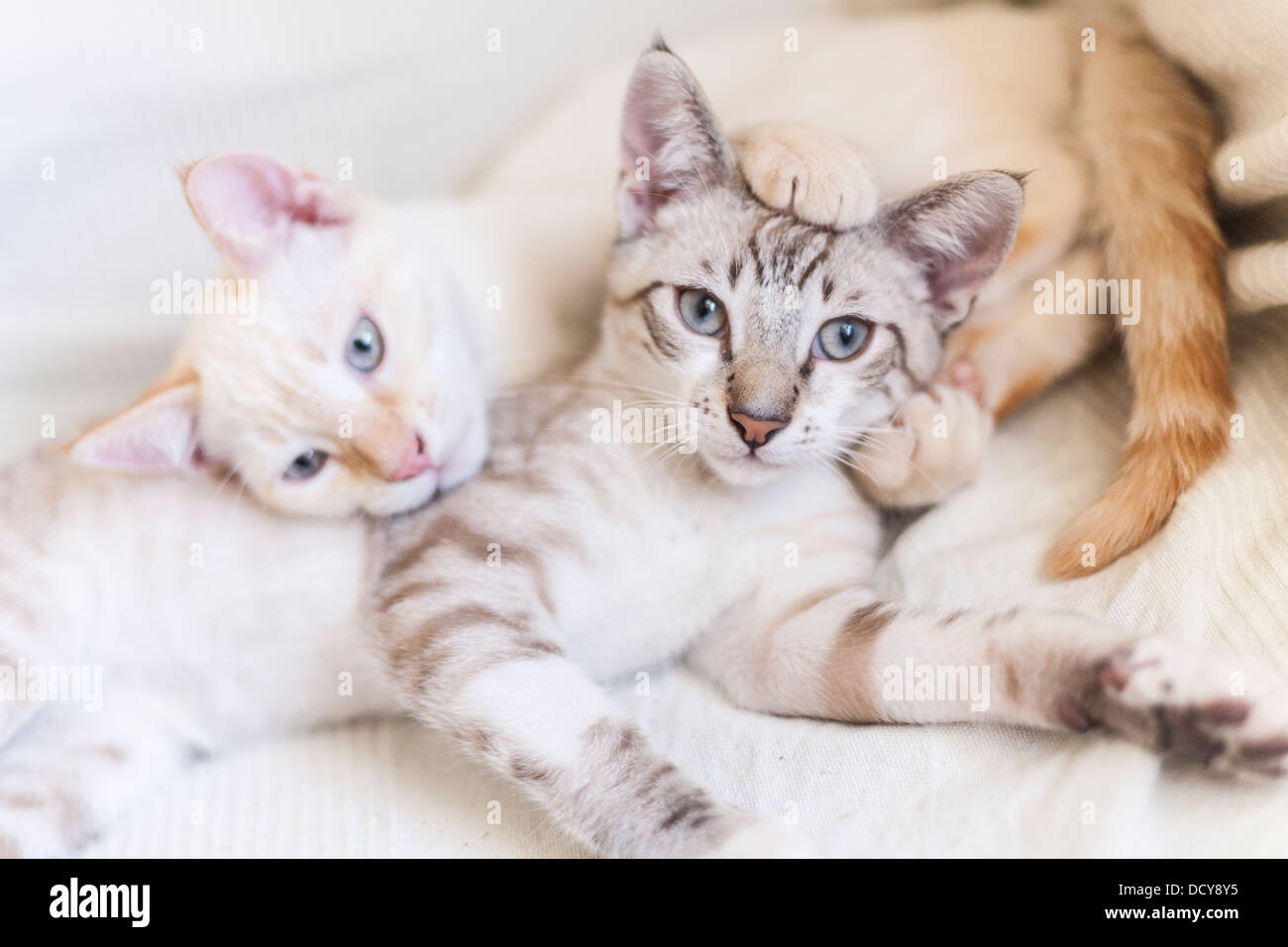 portrait of two kittens cats play fighting Stock Photo Alamy