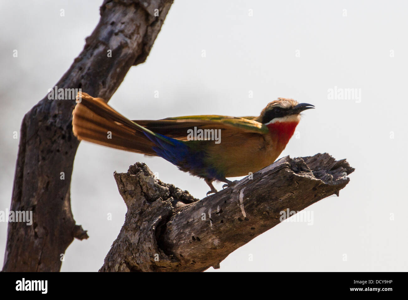 White-fronted Bee-eater (Merops bullockoides) Stock Photo