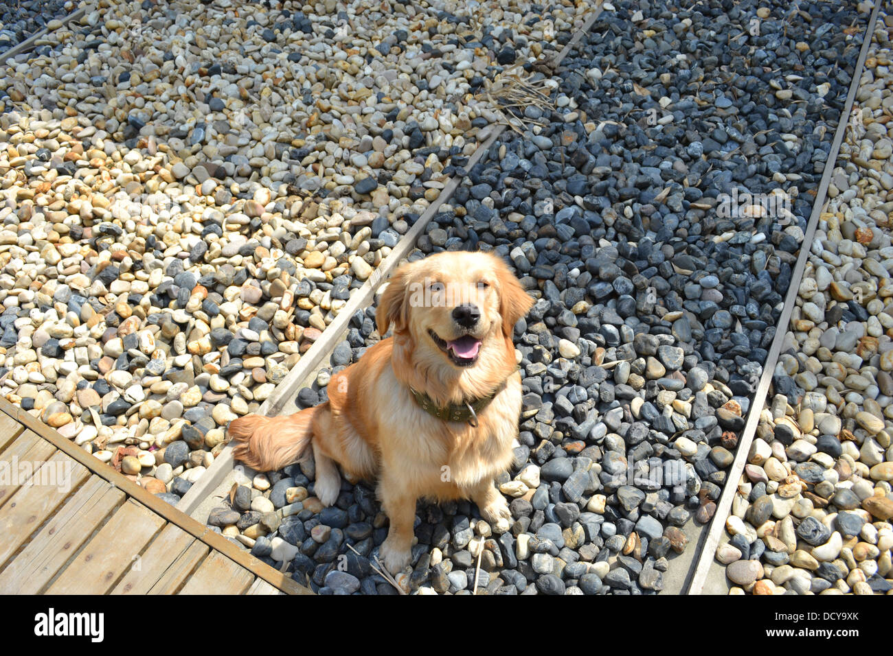 a golden retriever is sitting on cobblestones looking up with a heartwarming and joyful smile Stock Photo