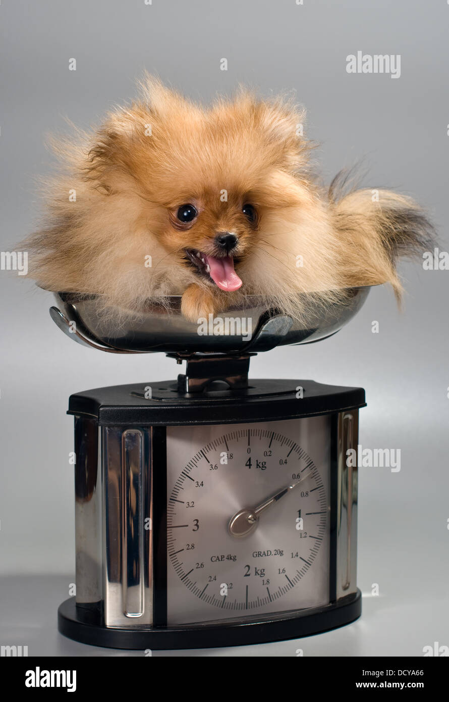 Miniature Spitz at the weigh Stock Photo