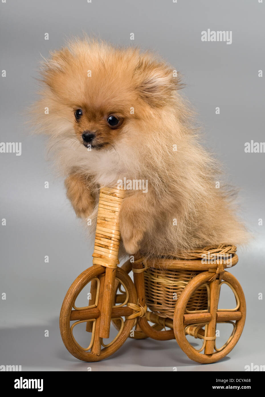 Miniature Spitz with tricycle Stock Photo