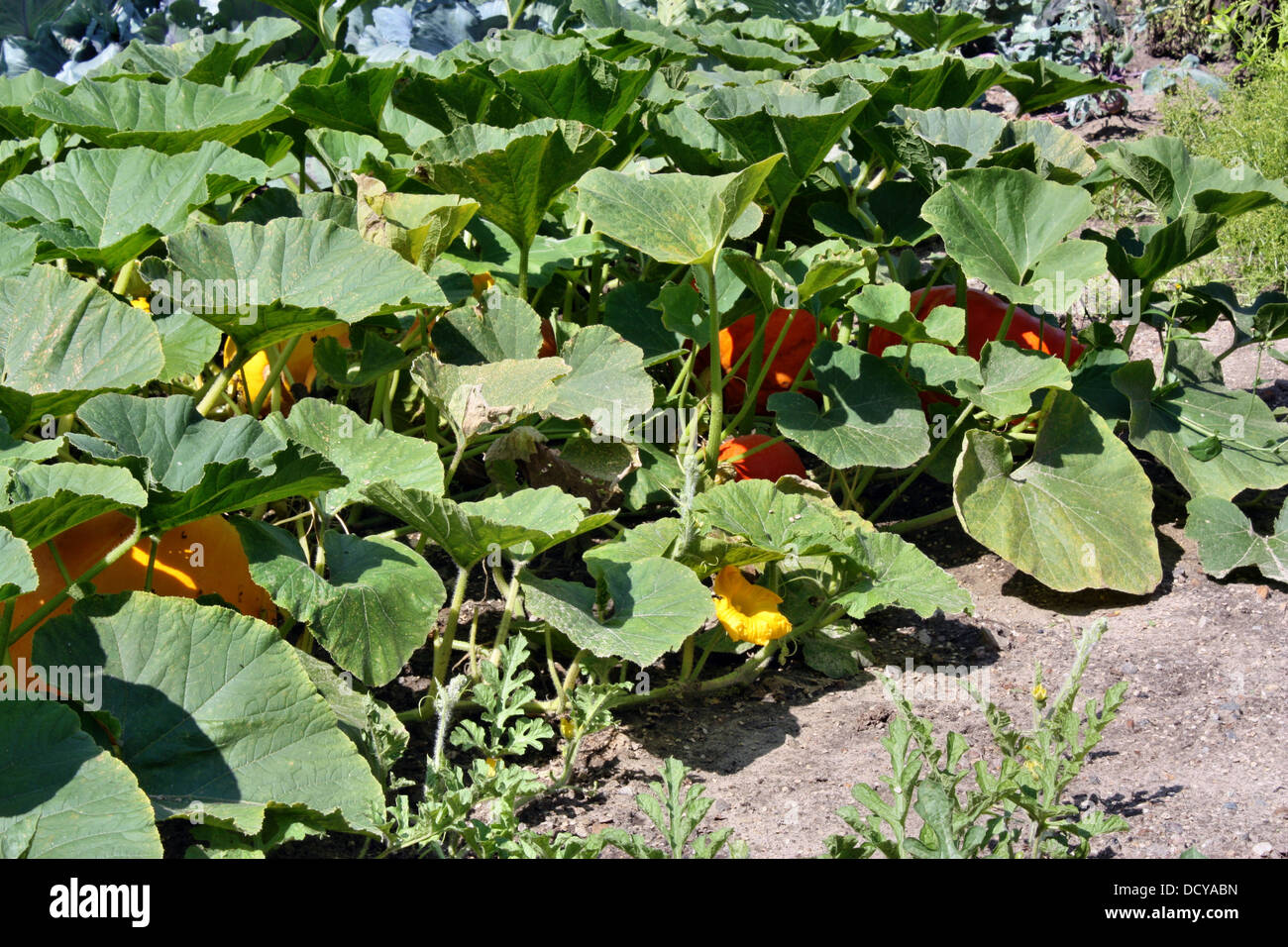 Pumpkins in the field Stock Photo - Alamy