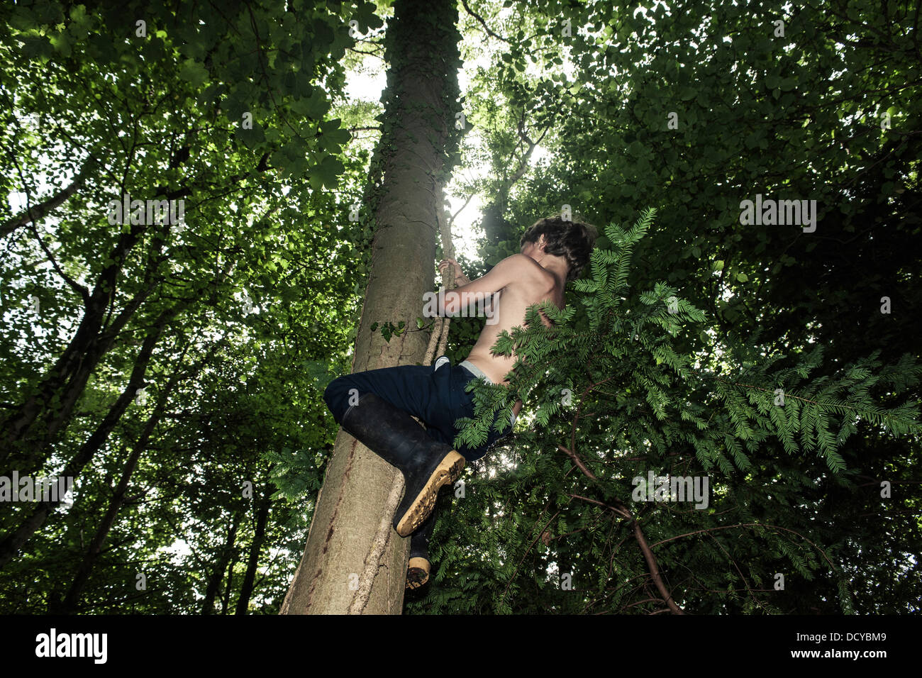 young boy climbing tree Stock Photo