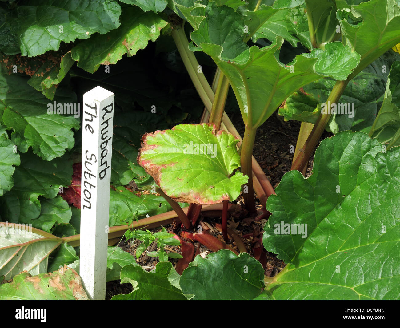 Growing food on the allotment - The Sutton Rhubarb Stock Photo