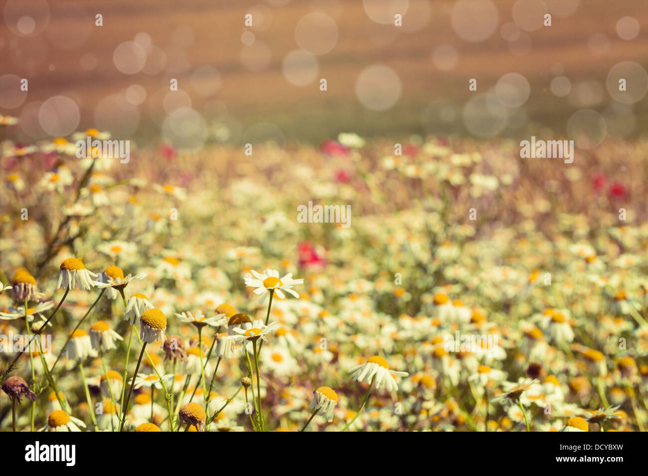 Camomile flower in summer field Stock Photo
