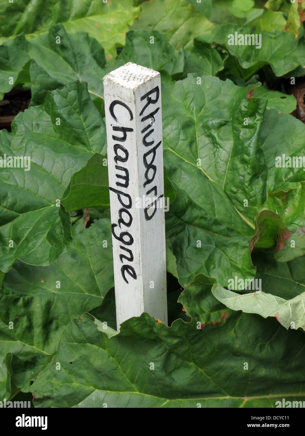 Growing food on the allotment - Rhubarb Champagne plant Stock Photo