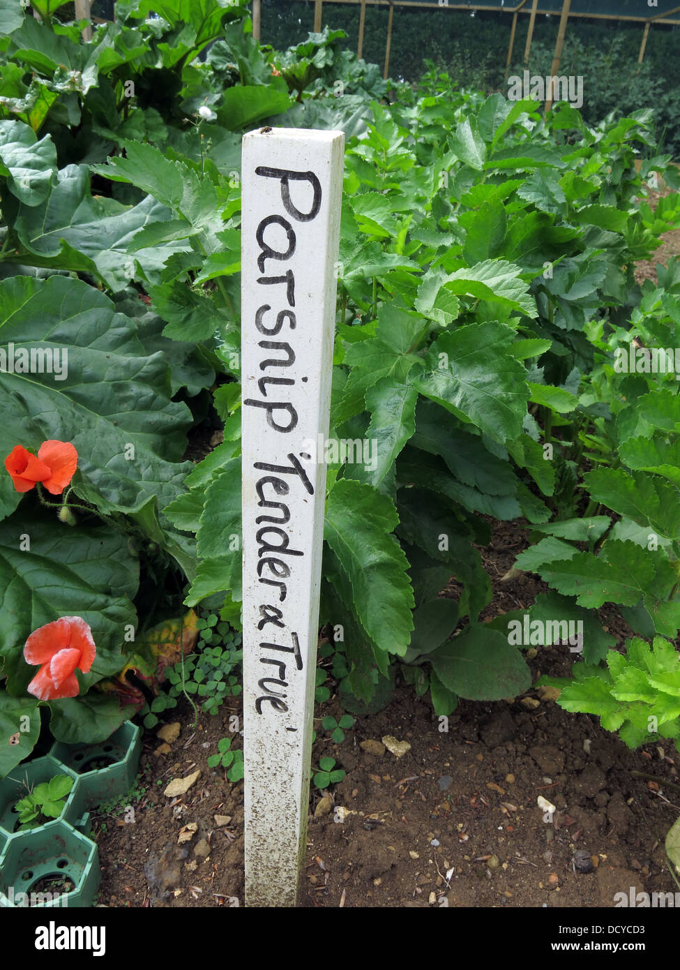 Growing food on the allotment - Parsnips variety Tender & True Stock Photo