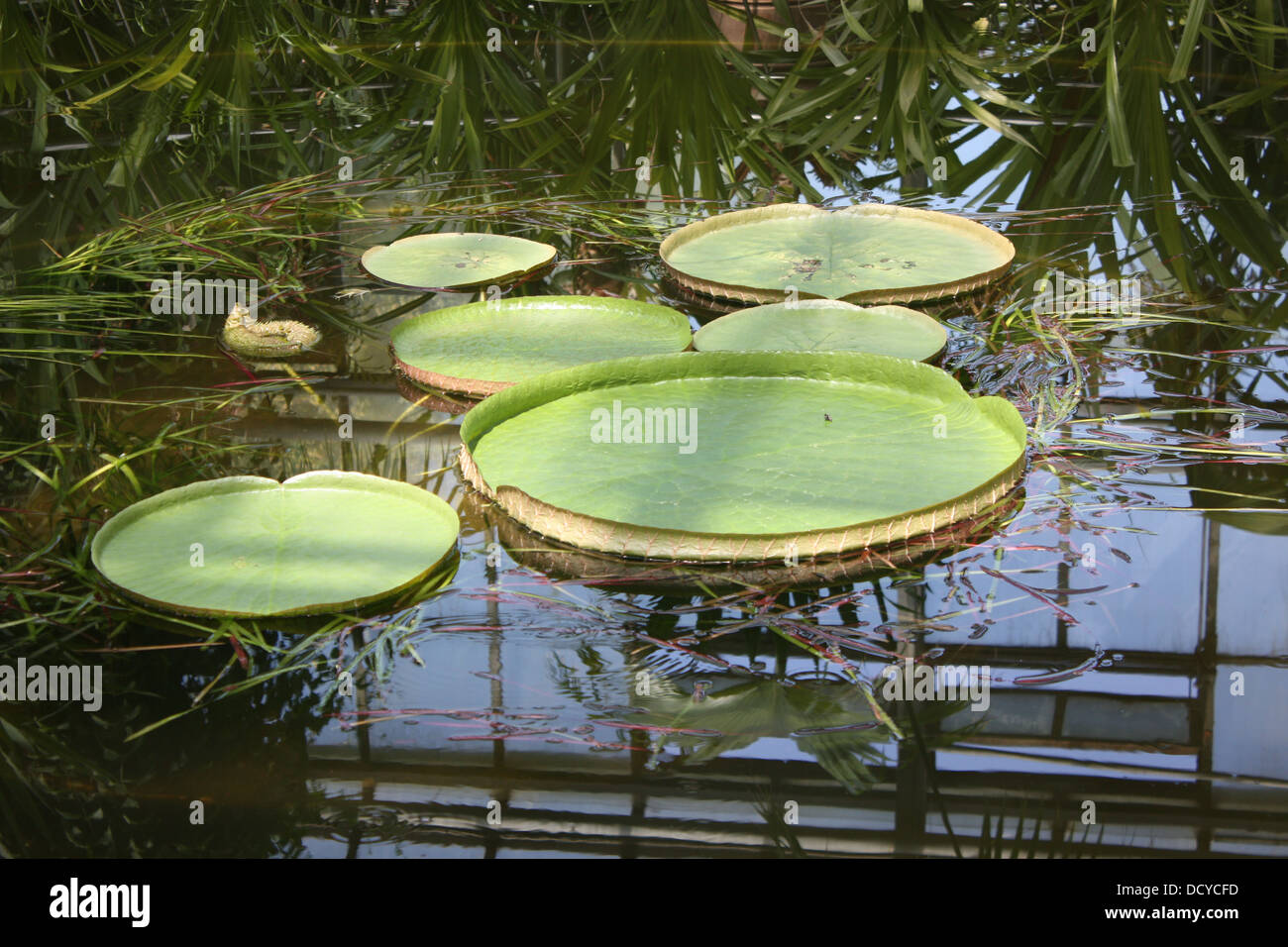 Amazonian lotus plant hires stock photography and images Alamy