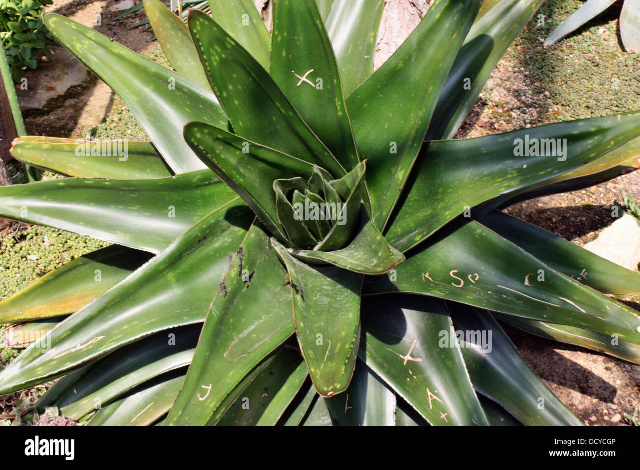 Aloe vera cactus Stock Photo - Alamy
